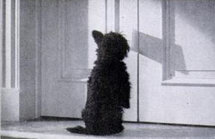 Fala Roosevelt. Photo credit: LIFE.